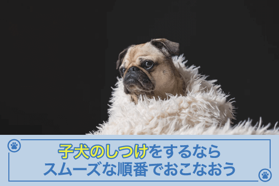 子犬のしつけをするならスムーズな順番でおこなおう