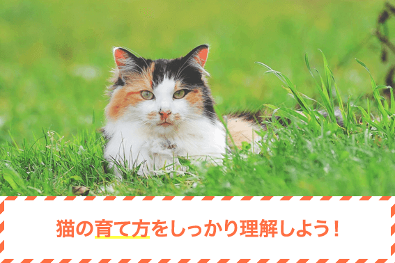 猫の育て方をしっかり理解しよう！