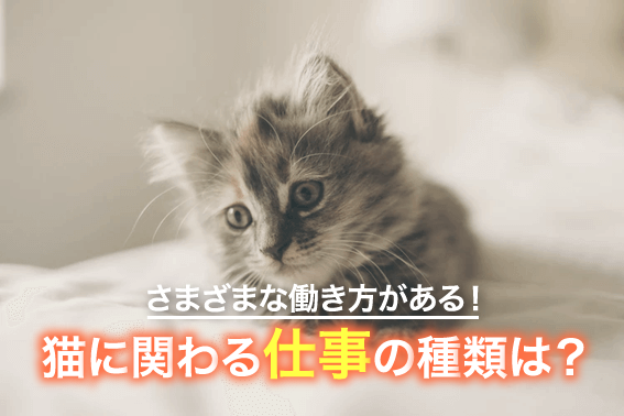 さまざまな働き方がある！猫に関わる仕事の種類は？