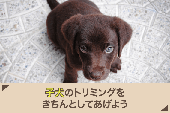 子犬のトリミングをきちんとしてあげよう