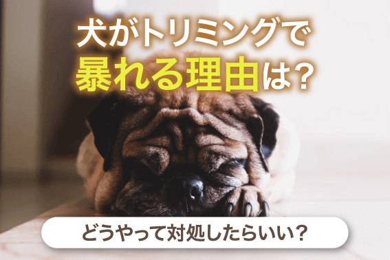 犬がトリミングで暴れる理由は？どうやって対処したらいい？