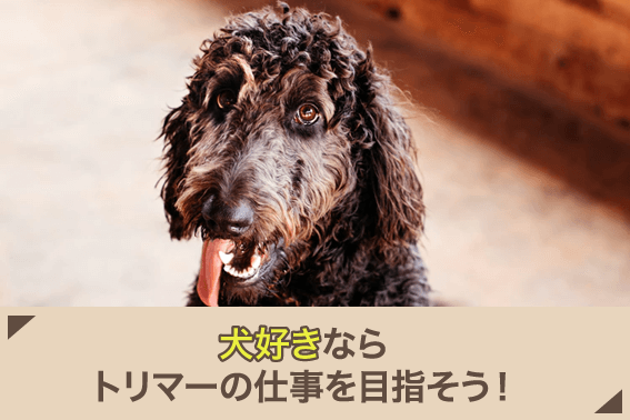 犬好きならトリマーの仕事を目指そう！