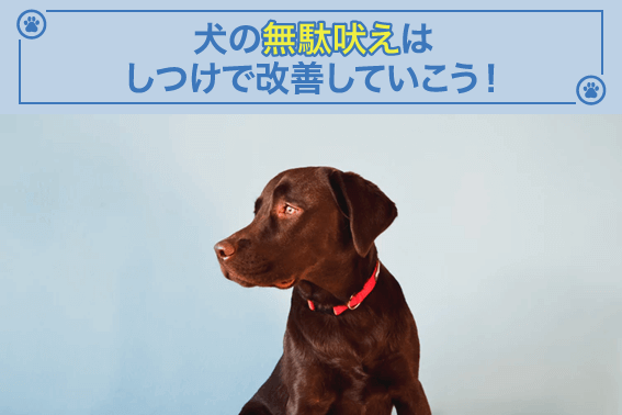 犬の無駄吠えはしつけで改善していこう！