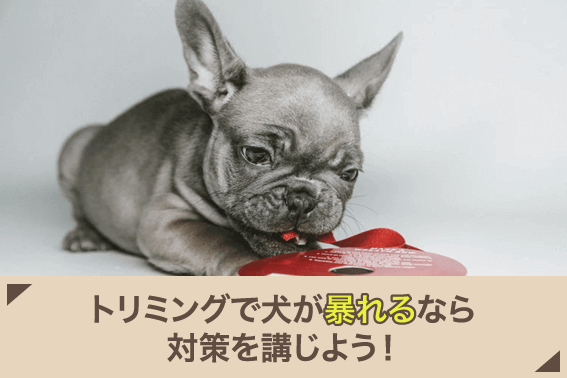 トリミングで犬が暴れるなら対策を講じよう！