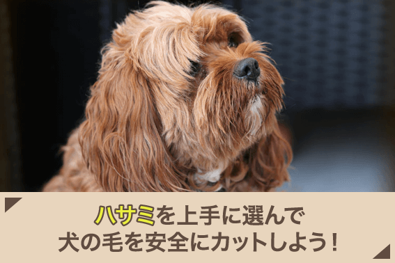 ハサミを上手に選んで犬の毛を安全にカットしよう！