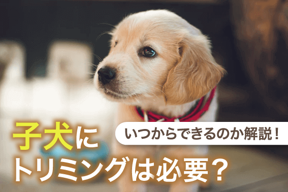 子犬にトリミングは必要？いつからできるのか解説！