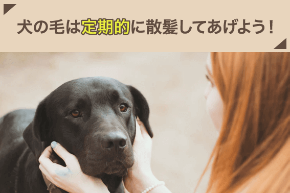 犬の毛は定期的に散髪してあげよう！