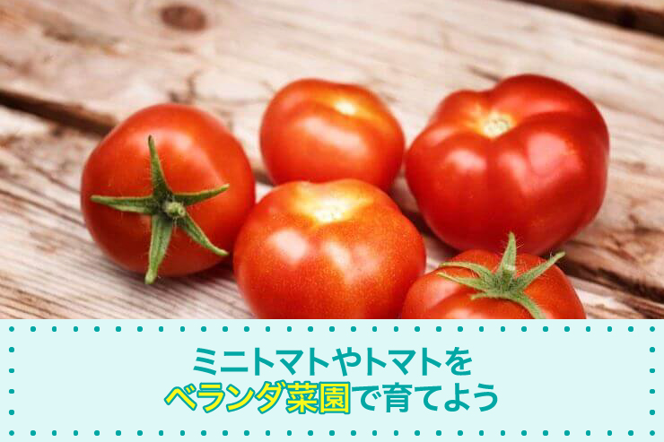 ミニトマトやトマトをベランダ菜園で育てよう