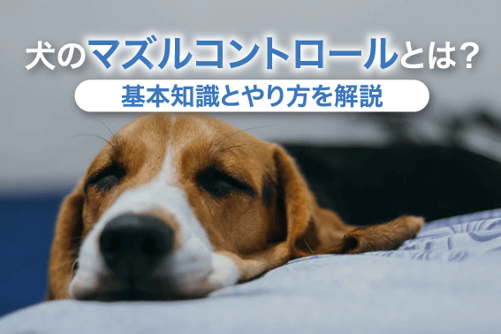 犬のマズルコントロールとは 基本知識とやり方について 通信教育 通信講座のsaraスクールジャパン資格講座