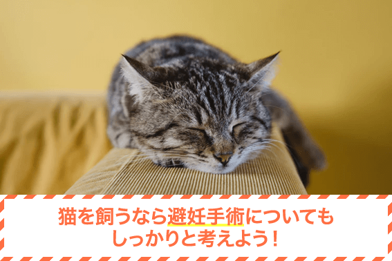 猫を飼うなら避妊手術についてもしっかりと考えよう!