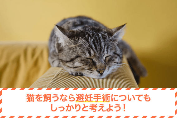 猫を飼うなら避妊手術についてもしっかりと考えよう！