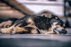 犬に信頼される主従関係の築き方 通信教育 通信講座のsaraスクールジャパン資格講座 犬に信頼される主従関係の築き方 通信教育 通信講座のsaraスクールジャパン資格講座