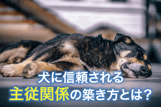 犬に信頼される主従関係の築き方とは？