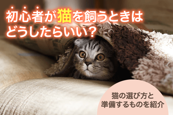 初心者が猫を飼うときはどうしたらいい？猫の選び方と準備するものを紹介