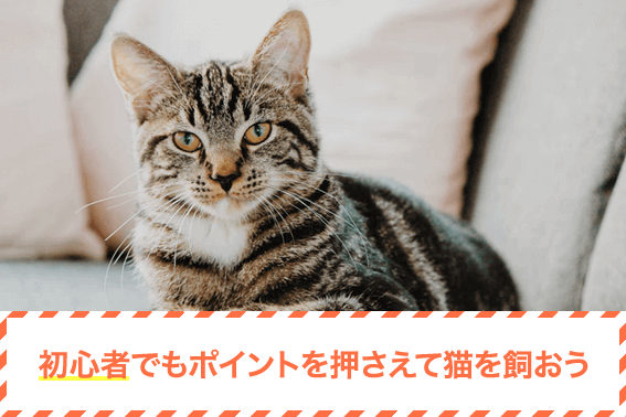 初心者でもポイントを押さえて猫を飼おう