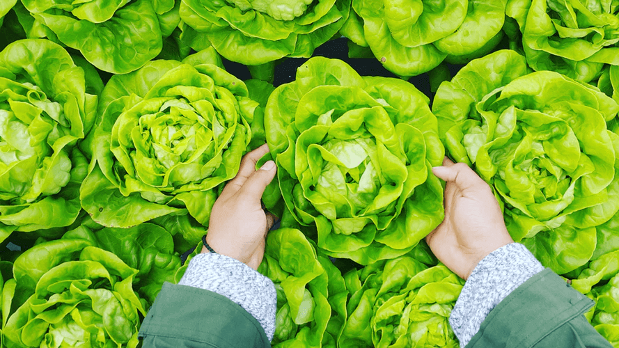 プランターで手軽に作れる秋冬野菜について 通信教育 通信講座のsaraスクールジャパン資格講座 プランターで手軽に作れる秋冬野菜について 通信教育 通信講座のsaraスクールジャパン資格講座