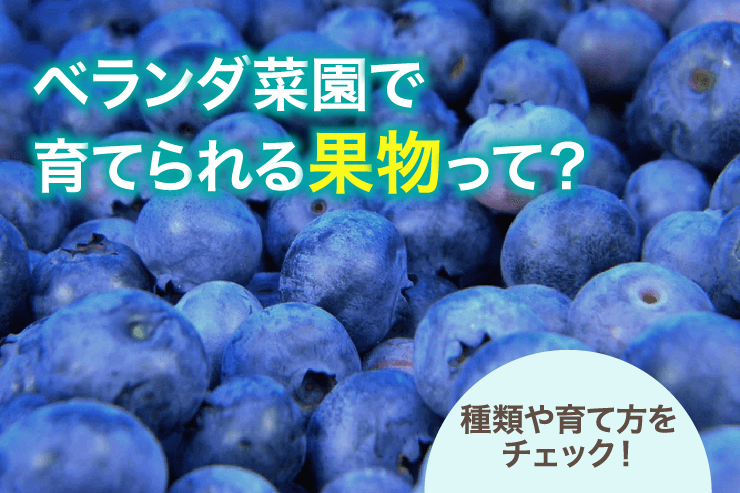 ベランダ菜園で育てられる果物って？種類や育て方をチェック！