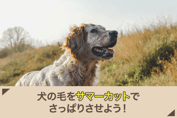 犬の毛をサマーカットでさっぱりさせよう！