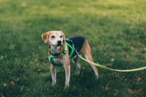 犬の足裏をカットするには 方法や注意点について 通信教育 通信講座のsaraスクールジャパン資格講座 犬の足裏をカットするには 方法や注意点について 通信教育 通信講座のsaraスクールジャパン資格講座