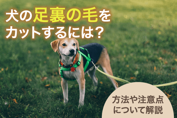 犬の足裏の毛をカットするには？方法や注意点について解説