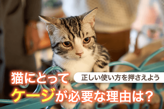 猫にとってケージが必要な理由は？正しい使い方を押さえよう