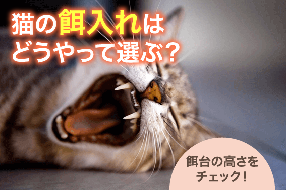 猫の餌入れはどうやって選ぶ？餌台の高さをチェック！