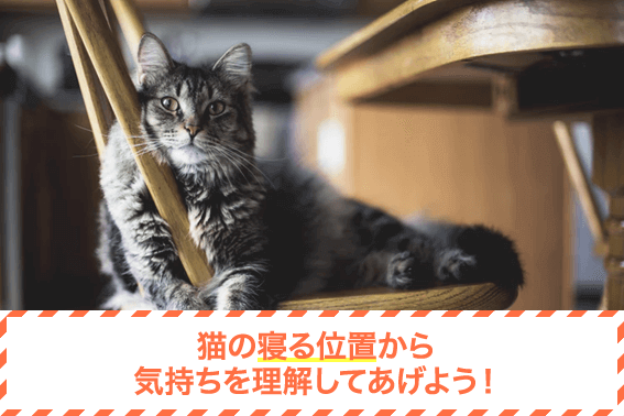 猫の寝る位置から気持ちを理解してあげよう！