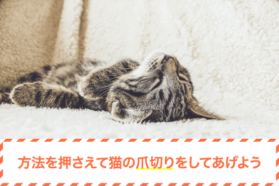 方法を押さえて猫の爪切りをしてあげよう