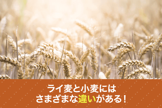 ライ麦とは 特徴と小麦粉との違い 通信教育 通信講座のsaraスクールジャパン資格講座