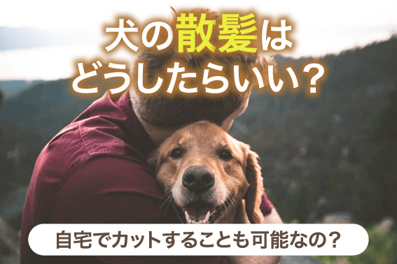 犬の散髪はどうしたらいい？自宅でカットすることも可能なの？