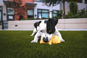 犬が甘噛みする理由とは？対策のしかたをレクチャー