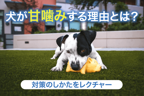 犬が甘噛みする理由とは？対策のしかたをレクチャー