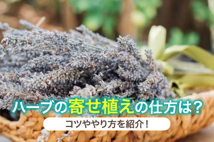 ハーブの寄せ植えの仕方は︖コツややり方を紹介︕