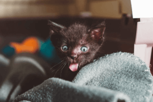 猫が茶色いものを吐いたら？原因や対処法を知っておこう