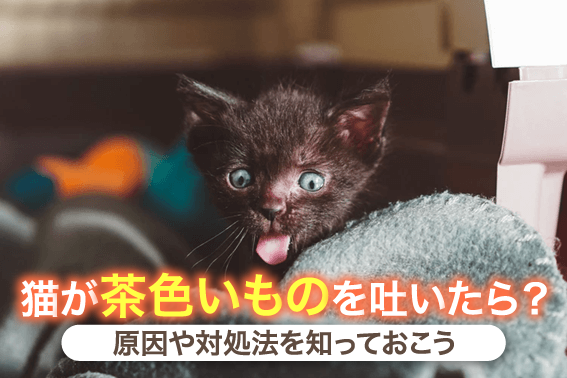 猫が茶色いものを吐いた時の原因や対処法 通信教育 通信講座のsaraスクールジャパン資格講座