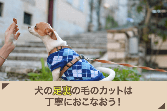 犬の足裏の毛のカットは丁寧におこなおう！