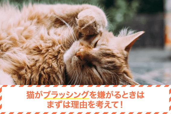 猫がブラッシングを嫌がるときはまずは理由を考えて！