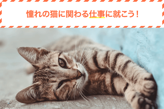 憧れの猫に関わる仕事に就こう！