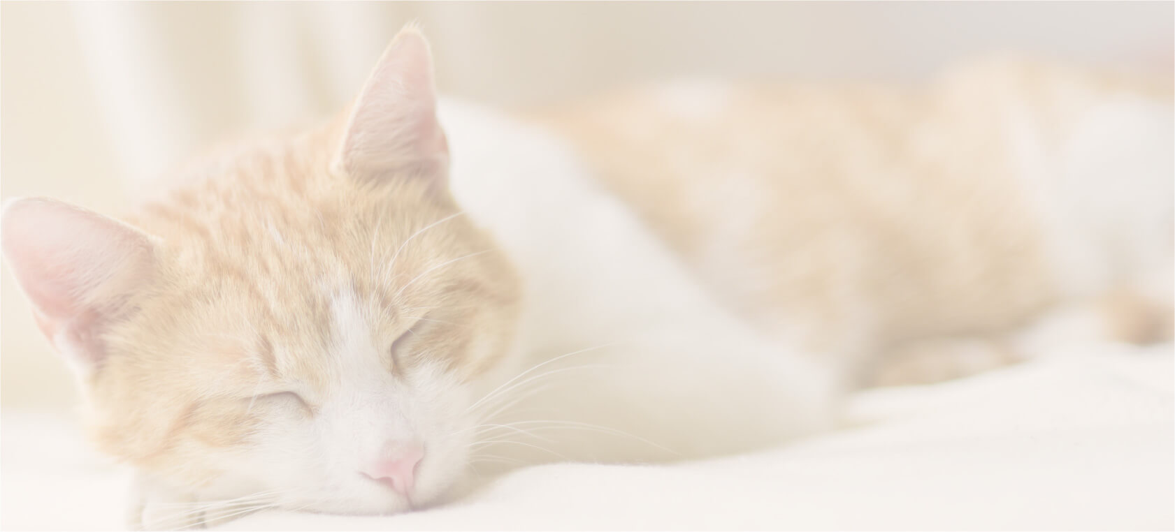 SARAの猫の育て方資格取得講座で取得できる資格