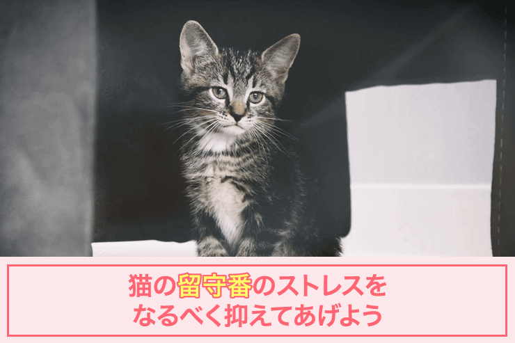 猫の留守番のストレスをなるべく抑えてあげよう