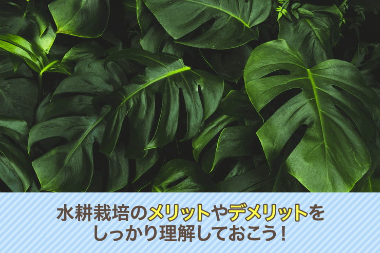 水耕栽培のメリットやデメリットをしっかり理解しておこう！