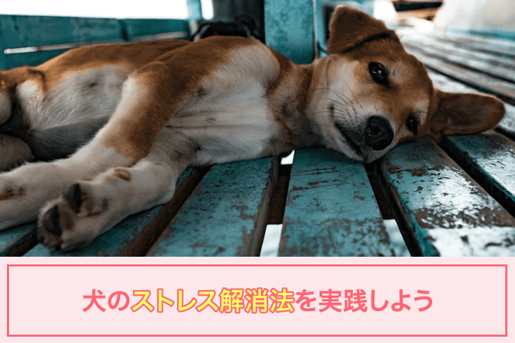 犬のストレス解消法を実践しよう