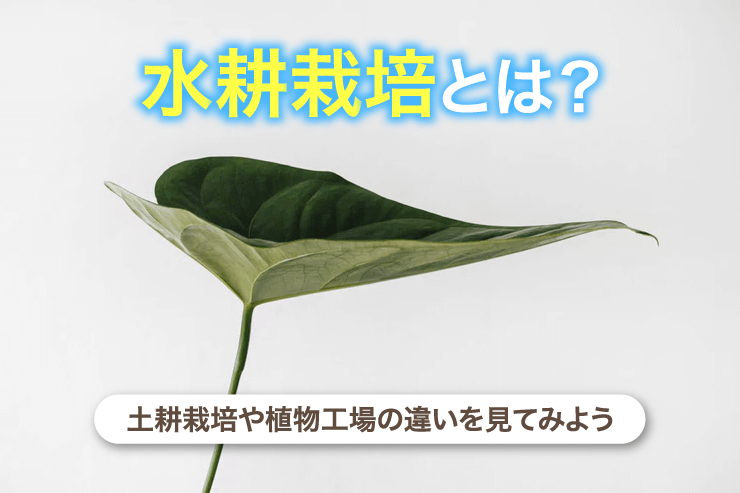 水耕栽培とは？土耕栽培や植物工場の違いを見てみよう