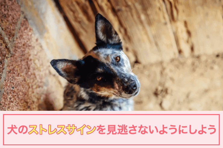 犬のストレスサインを見逃さないようにしよう