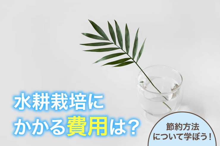 水耕栽培にかかる費用は？と節約方法について学ぼう！