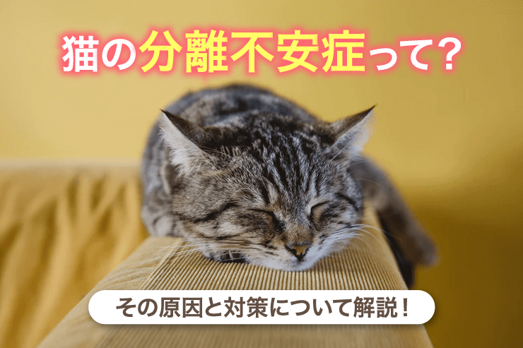 猫の分離不安症って？その原因と対策について解説！