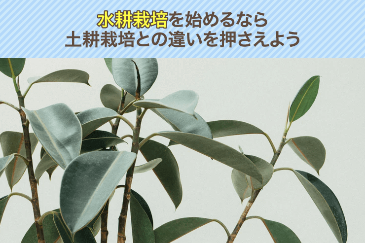 水耕栽培を始めるなら土耕栽培との違いを押さえよう