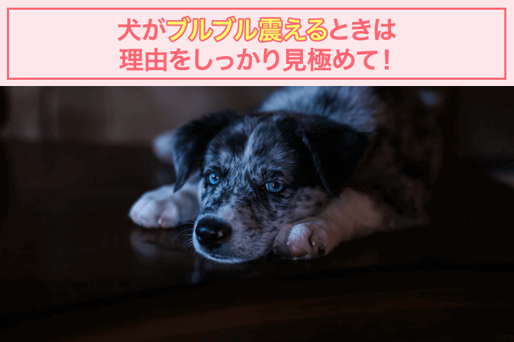 犬がブルブルする理由とは 原因と対処法 通信教育 通信講座のsaraスクールジャパン資格講座