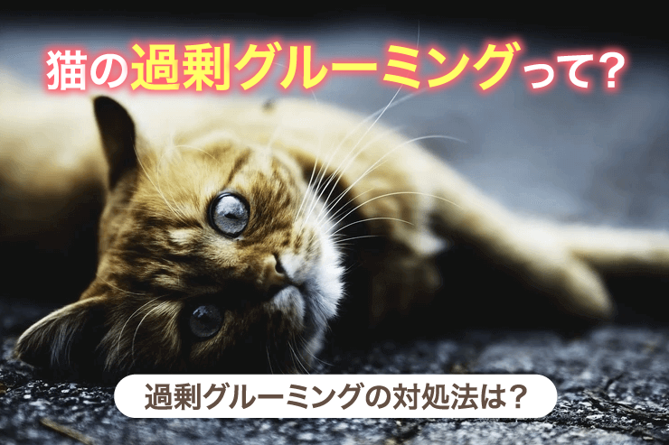 猫の過剰グルーミングって？過剰グルーミングの対処法は？