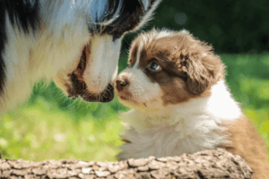 犬が鼻を舐める意味とは？理由と見極め方は？